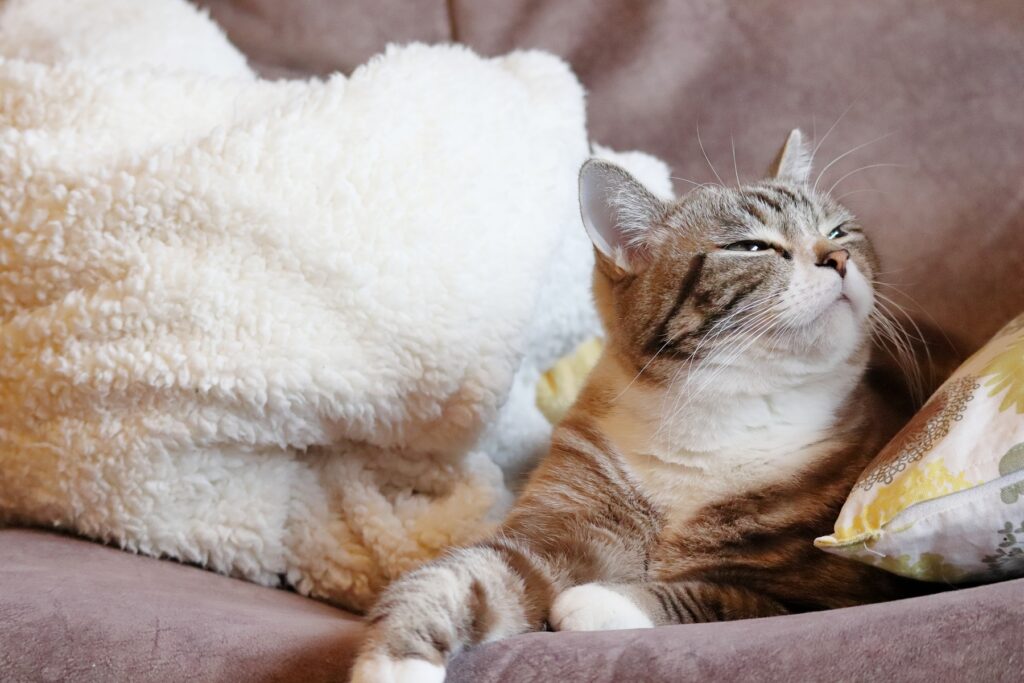 においをかぐ猫
