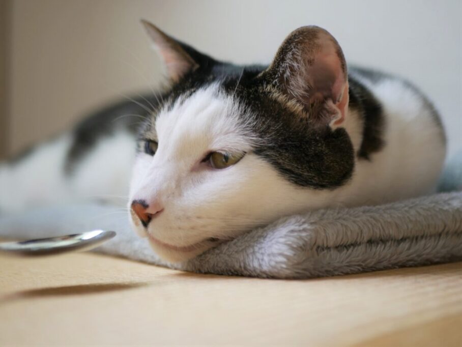 スプーンを近づけられる猫