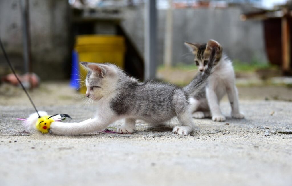 おもちゃで遊ぶ子猫
