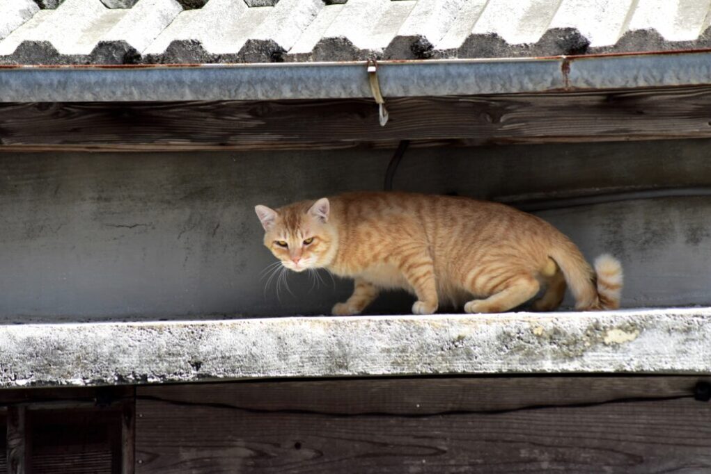 高いところを歩く猫