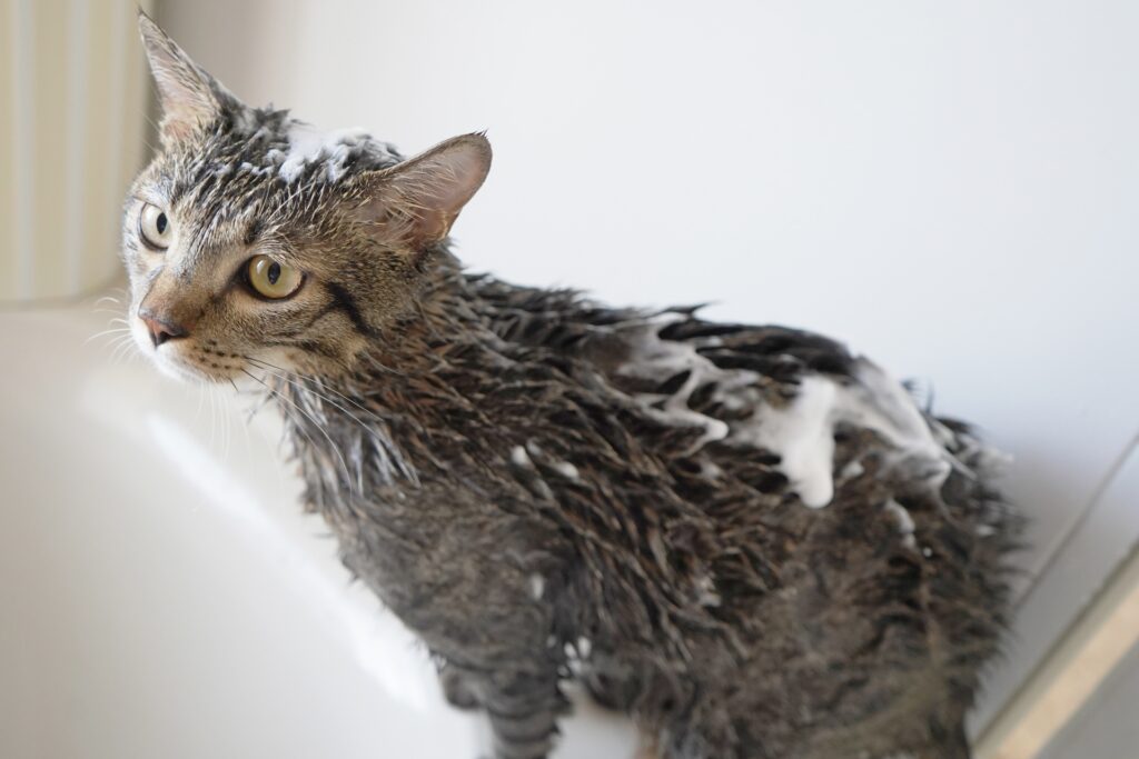 シャンプーされる猫