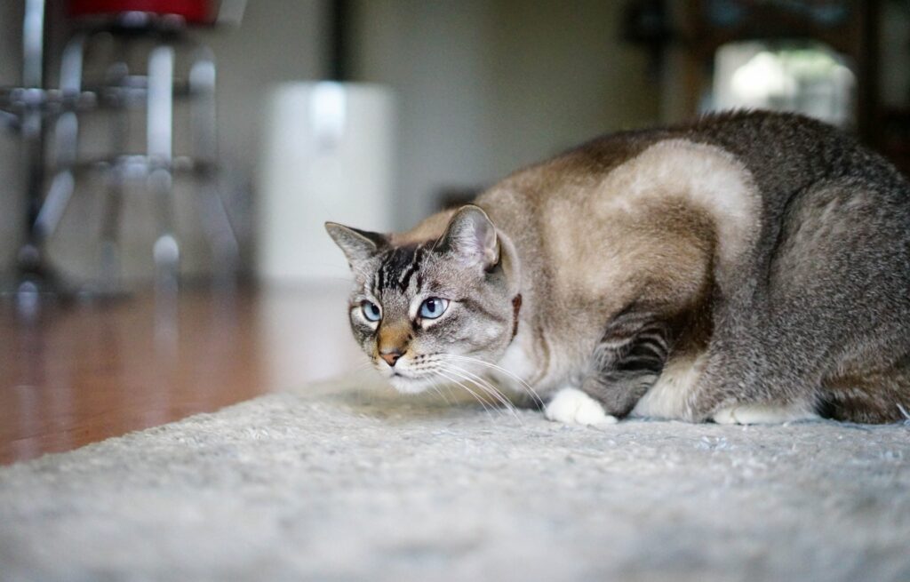 獲物を狙う猫