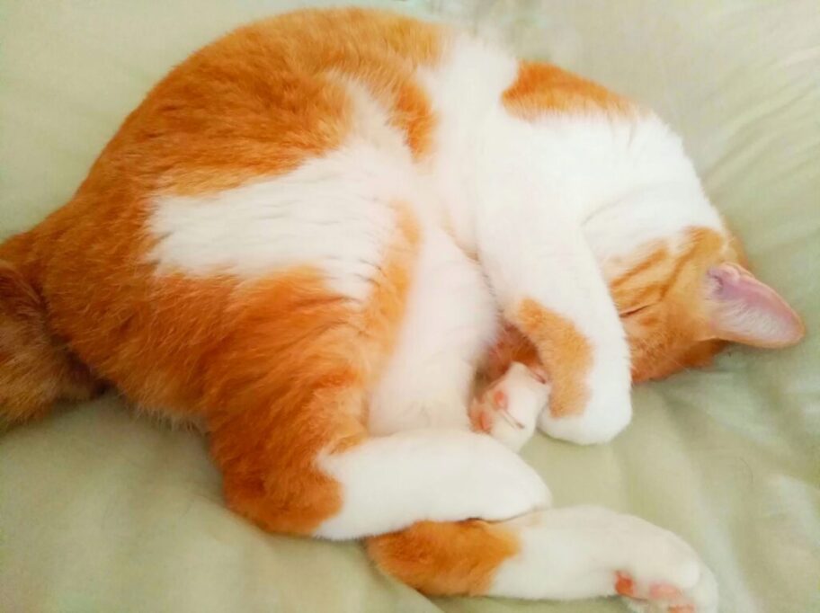 顔を隠して寝る猫