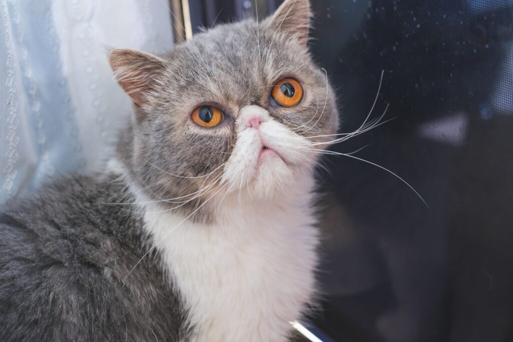 グレーのエキゾチックショートヘア