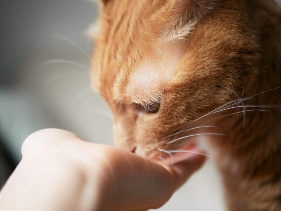 手から何かを食べる猫