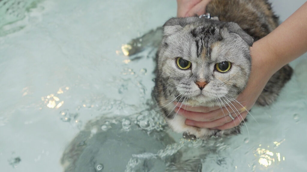 お風呂に入る猫