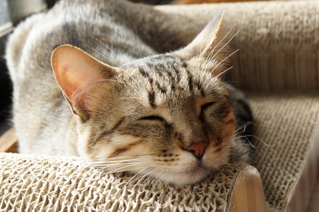 爪とぎの上で寝る猫