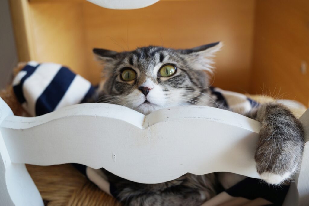 イカ耳で遊ぶ猫
