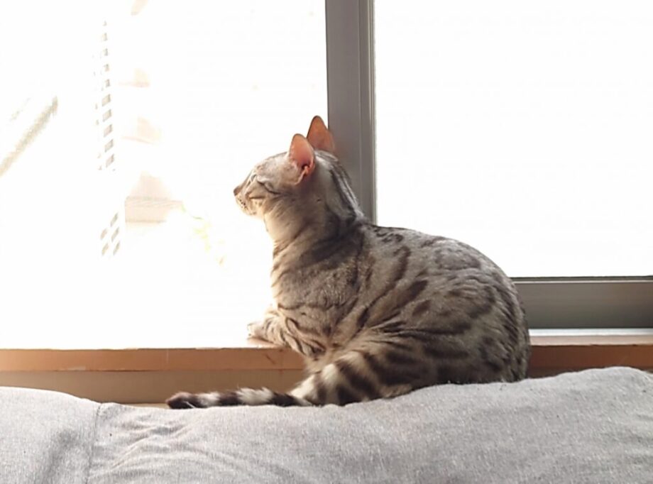 日向ぼっこしながら窓の外を見つめる猫