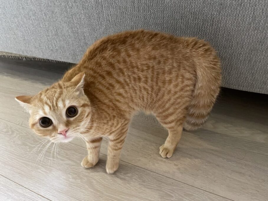 お目目まんまるでやんのかステップしてる猫