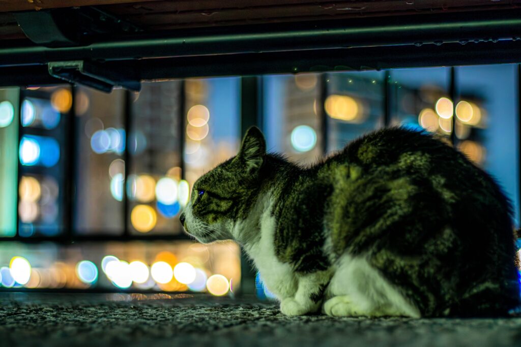 夜の猫