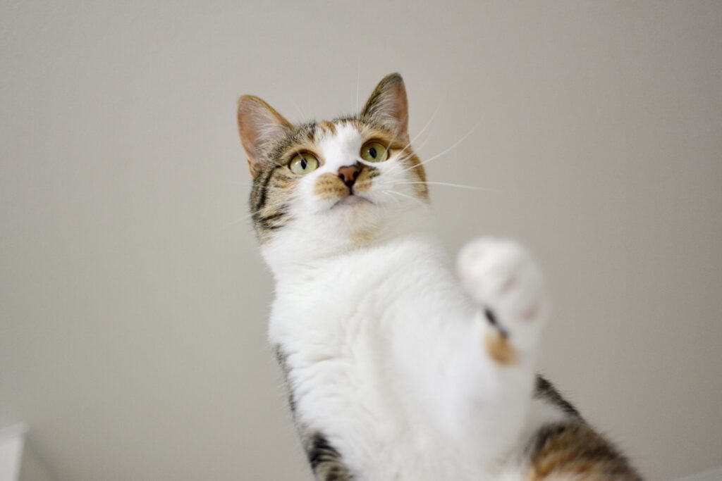手を伸ばそうとする猫