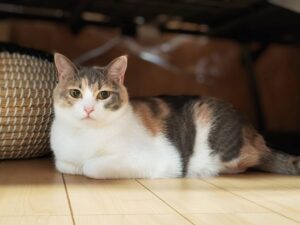香箱座りをして、こちらを見つめる三毛猫