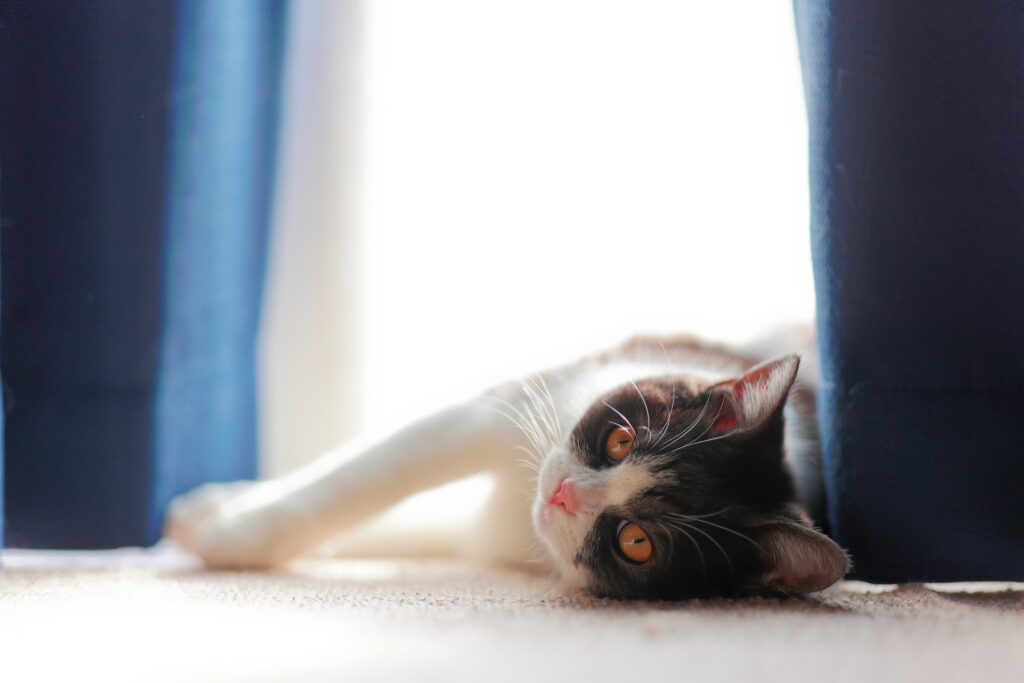 横になって日向ぼっこする猫