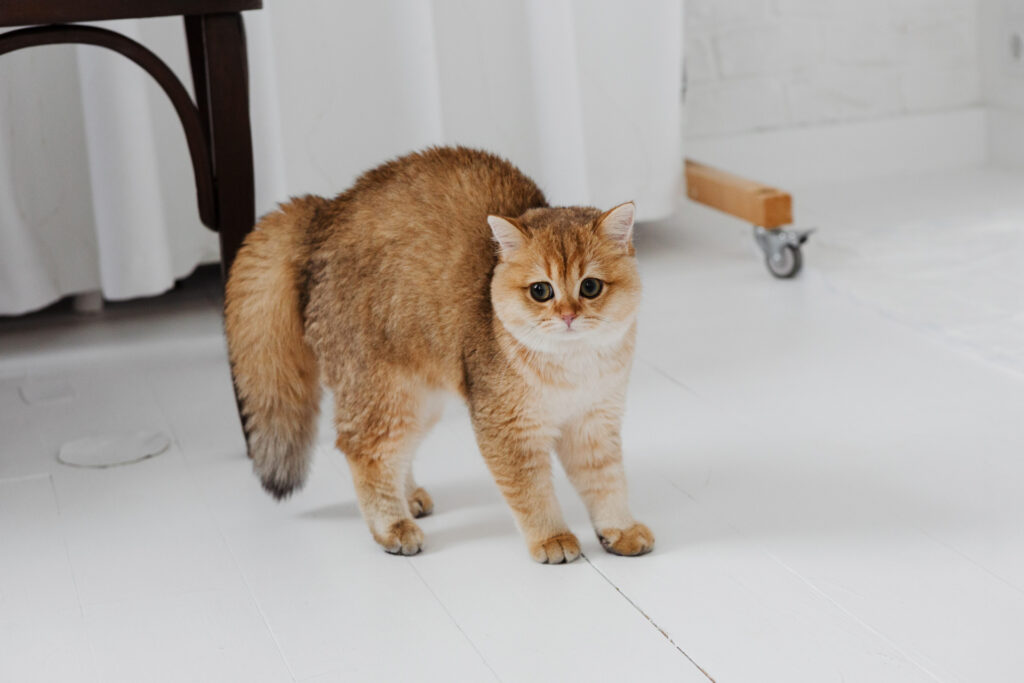 困り顔でやんのかステップしてる猫