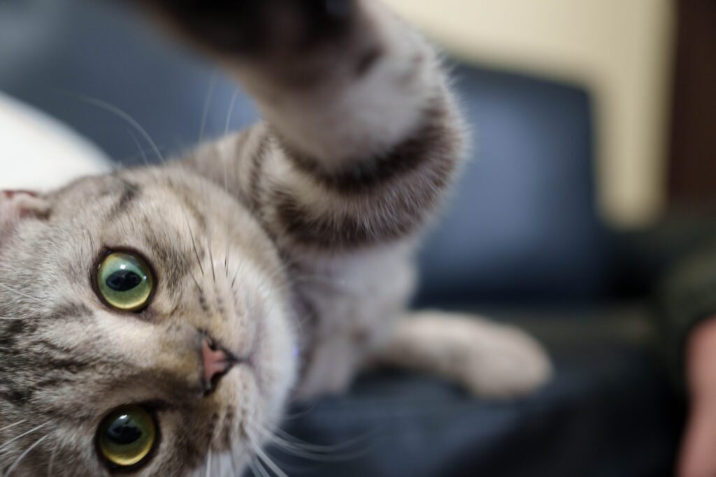 こちらに手をのばす猫