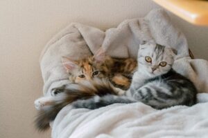 長毛と短毛の子猫