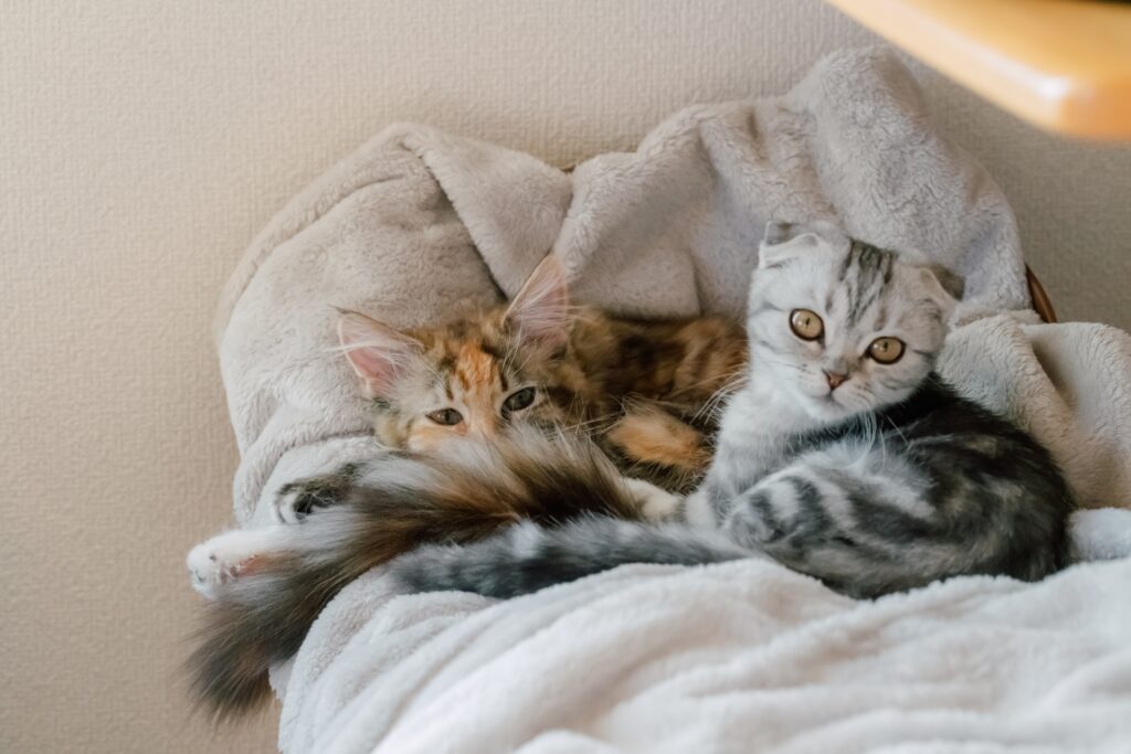 長毛と短毛の子猫