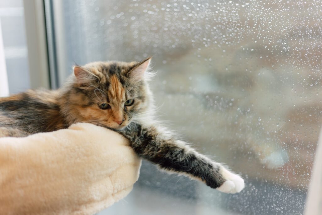 雨の日の窓辺の猫