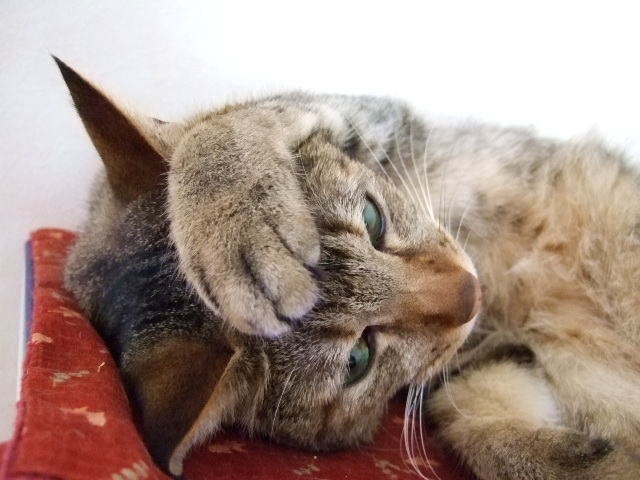 額を隠す猫