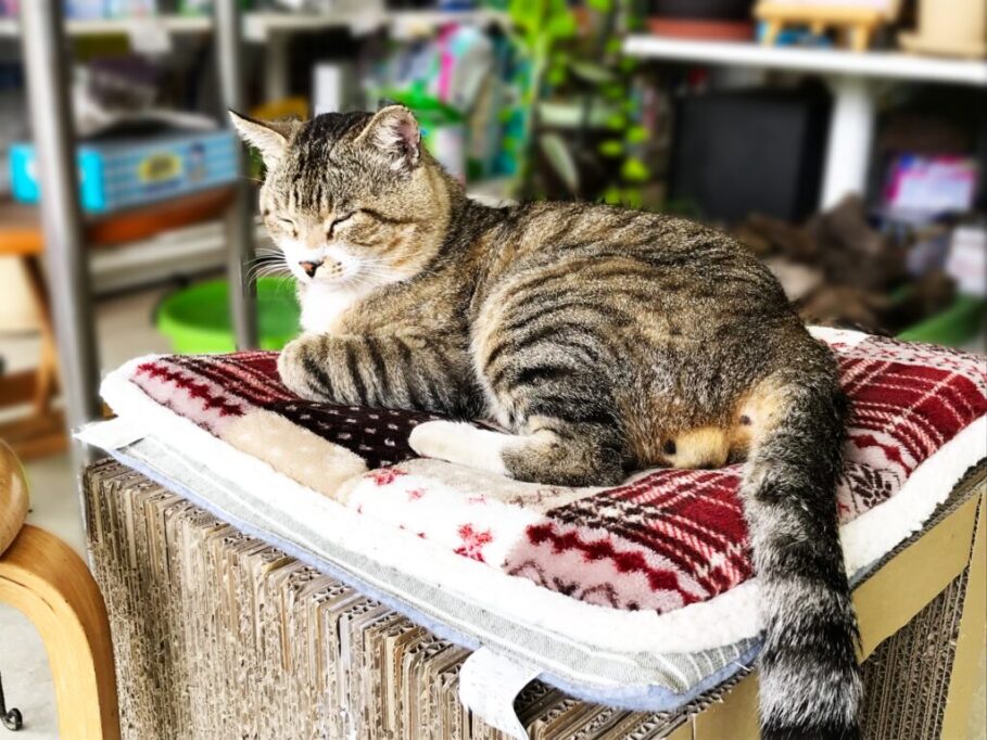 クッションの上でリラックスする猫