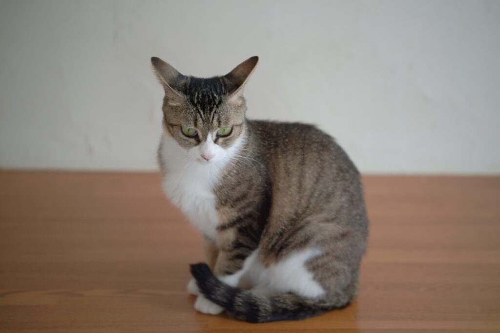 イカ耳でこちらを見つめる猫