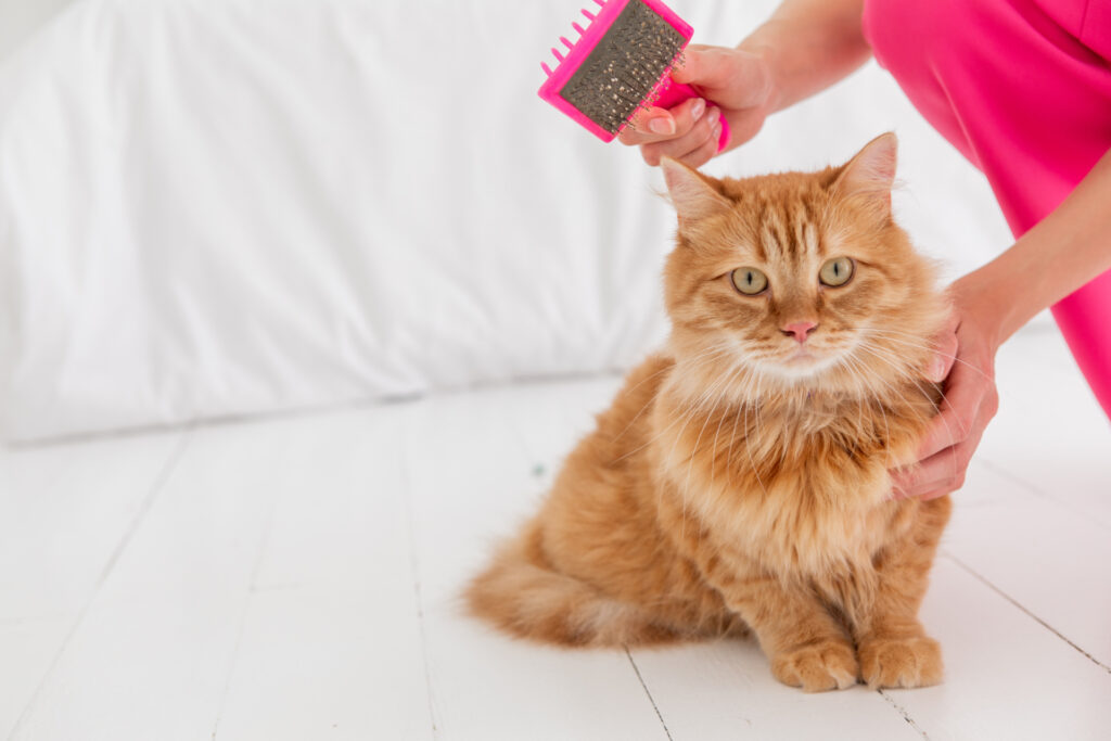 ブラッシングされる猫