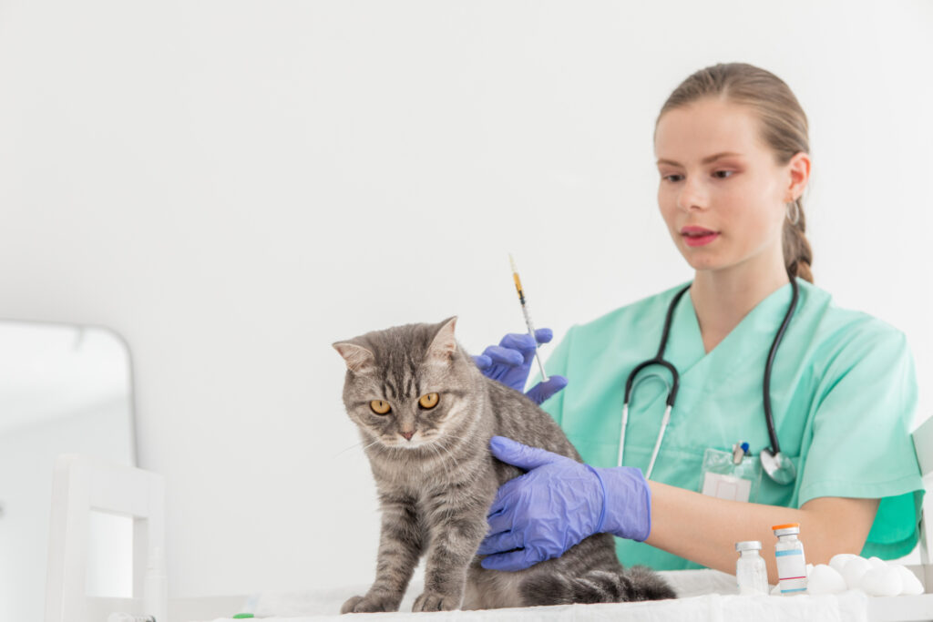 猫にワクチンを打つ獣医