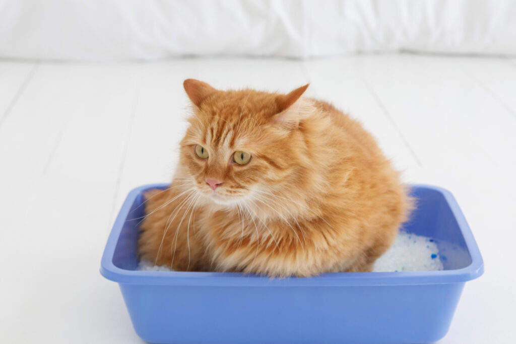 トイレに入る茶色の長毛猫