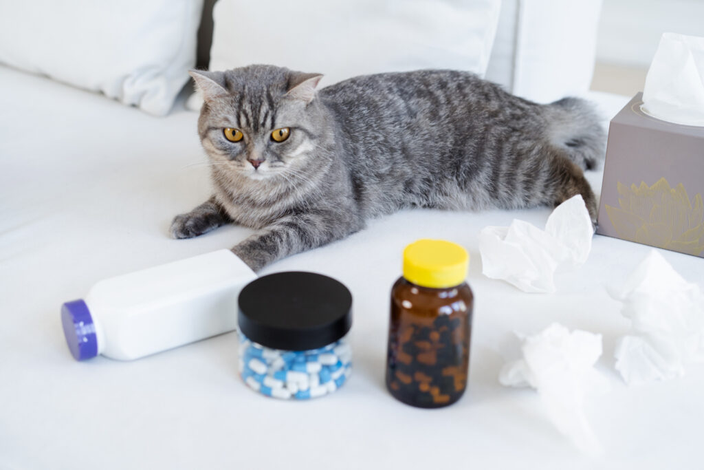 薬を見つめる猫