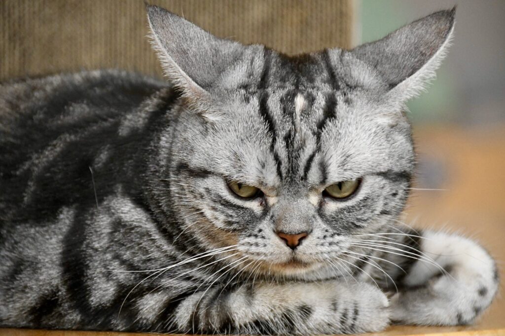 イカ耳をしている猫