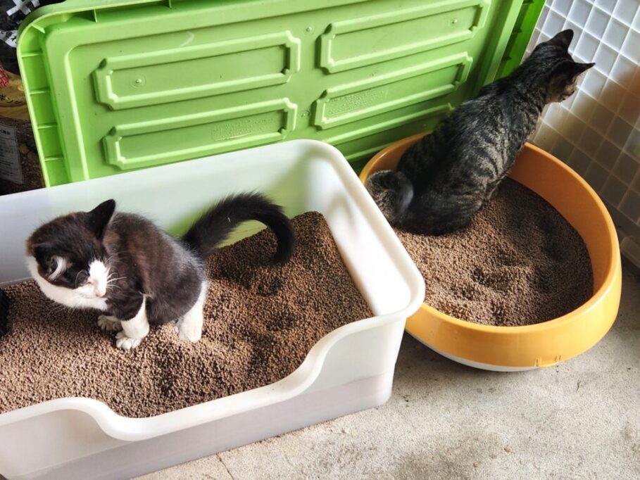 同時にトイレに入る子猫2匹