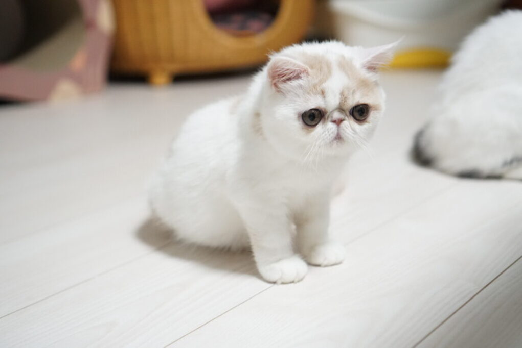 エキゾチックショートヘアの子猫