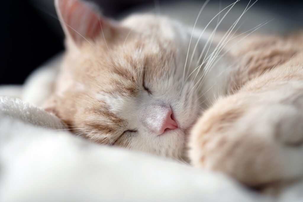 ふとんで眠る猫
