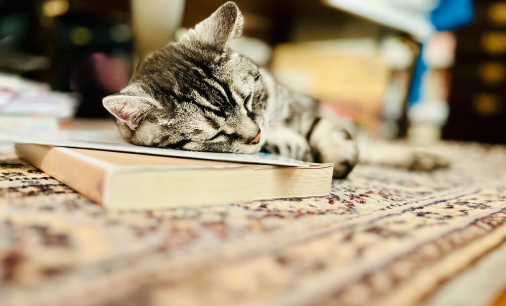 本の上で寝る子猫