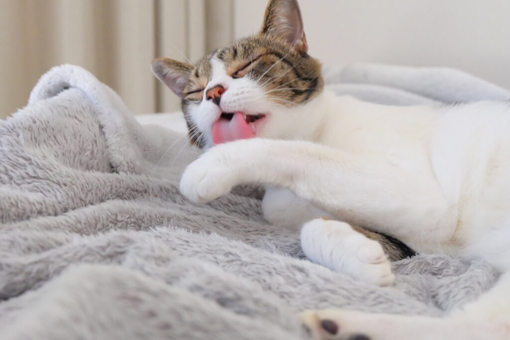 寝起きで毛づくろいする猫