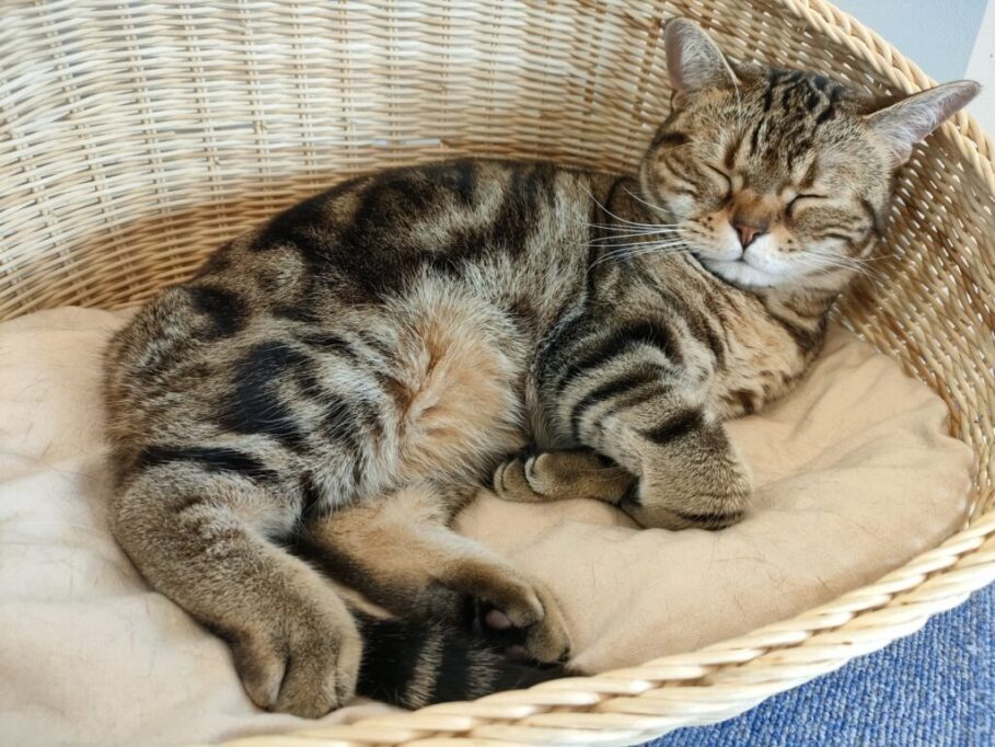 横向きで寝る猫