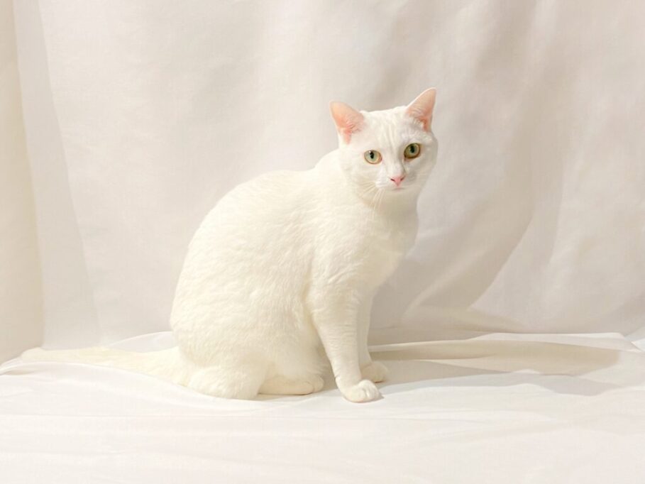 こちらを見つめる白猫