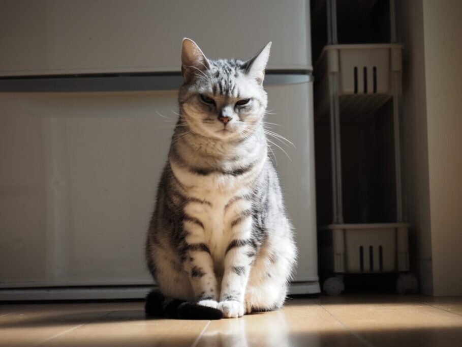 日向ぼっこしながら、こちらを見つめる猫