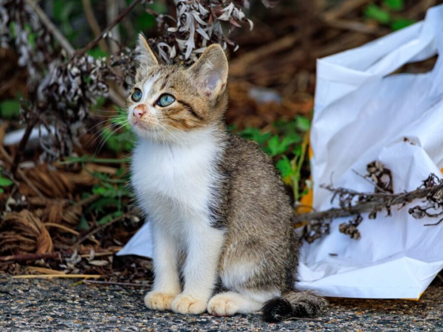 外に座ってる子猫