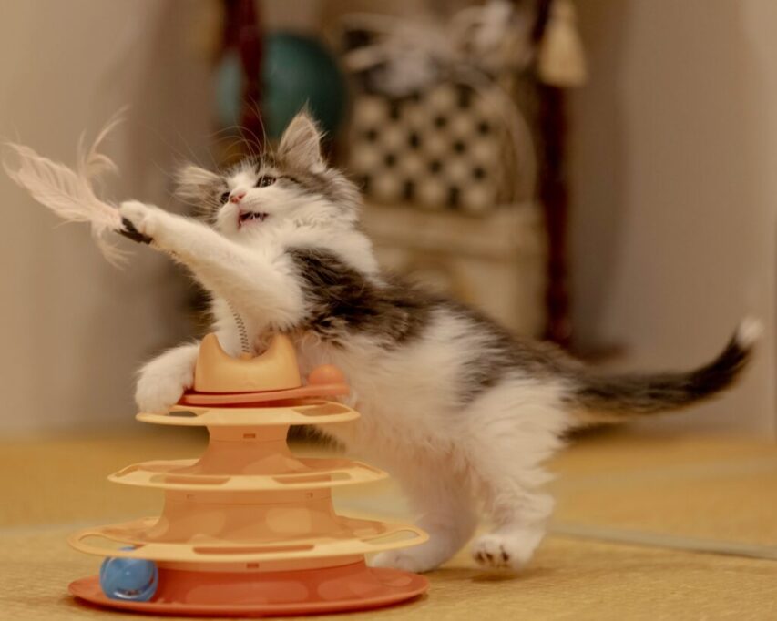 おもちゃで遊ぶ子猫
