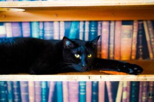 本棚に寝転がる黒猫