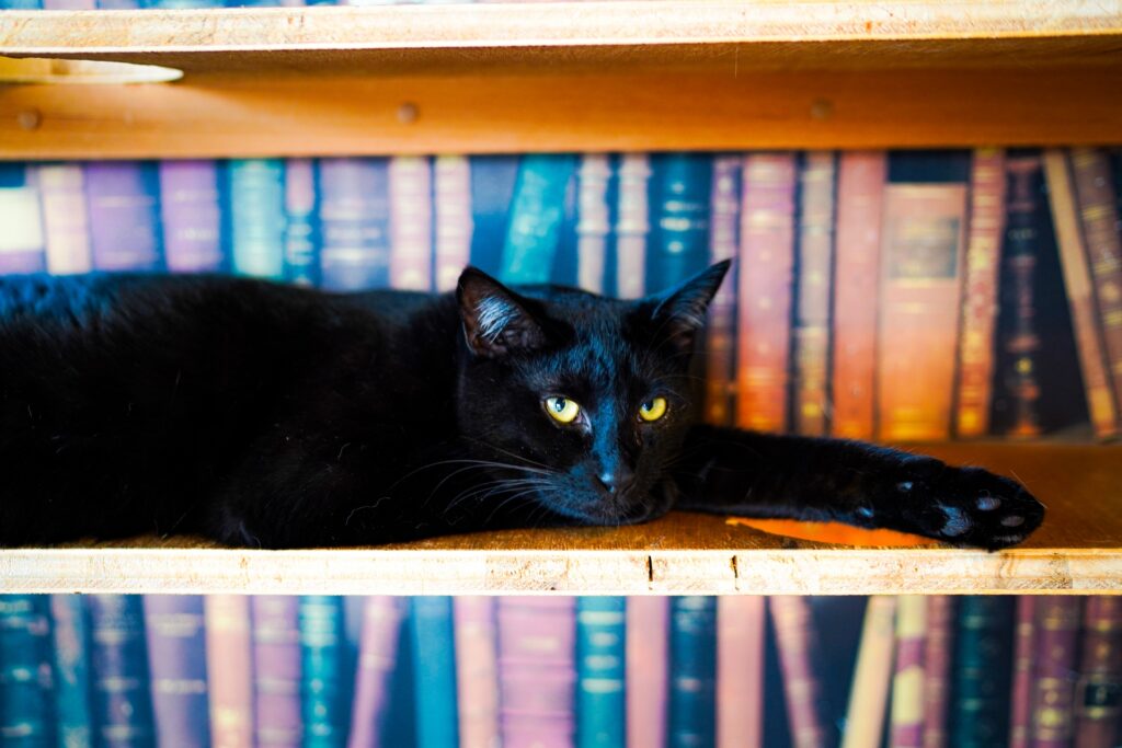 本棚に寝転がる黒猫