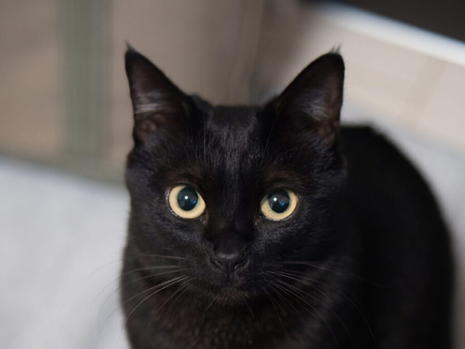 こちらを見つめる黒猫