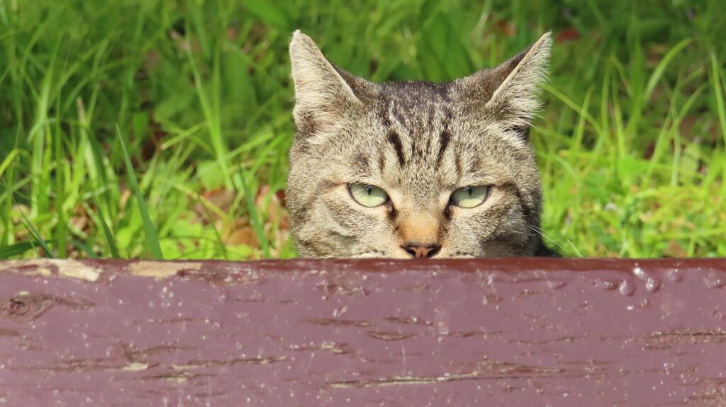 こちらを見つめるキジトラ猫