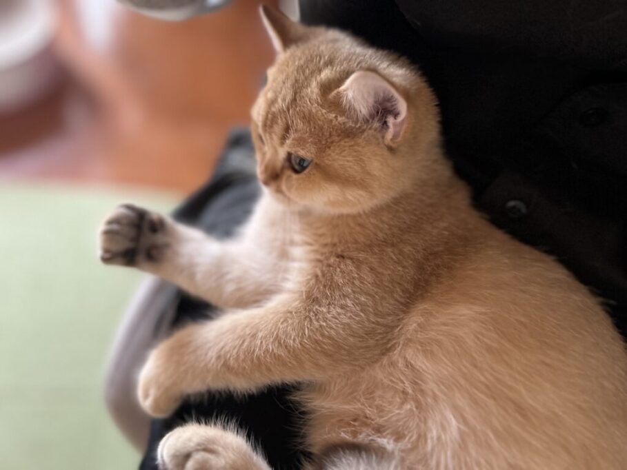 イスに座ってる子猫
