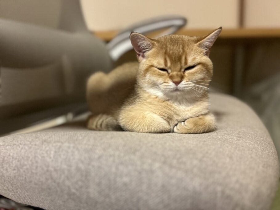 イスに座ってる猫