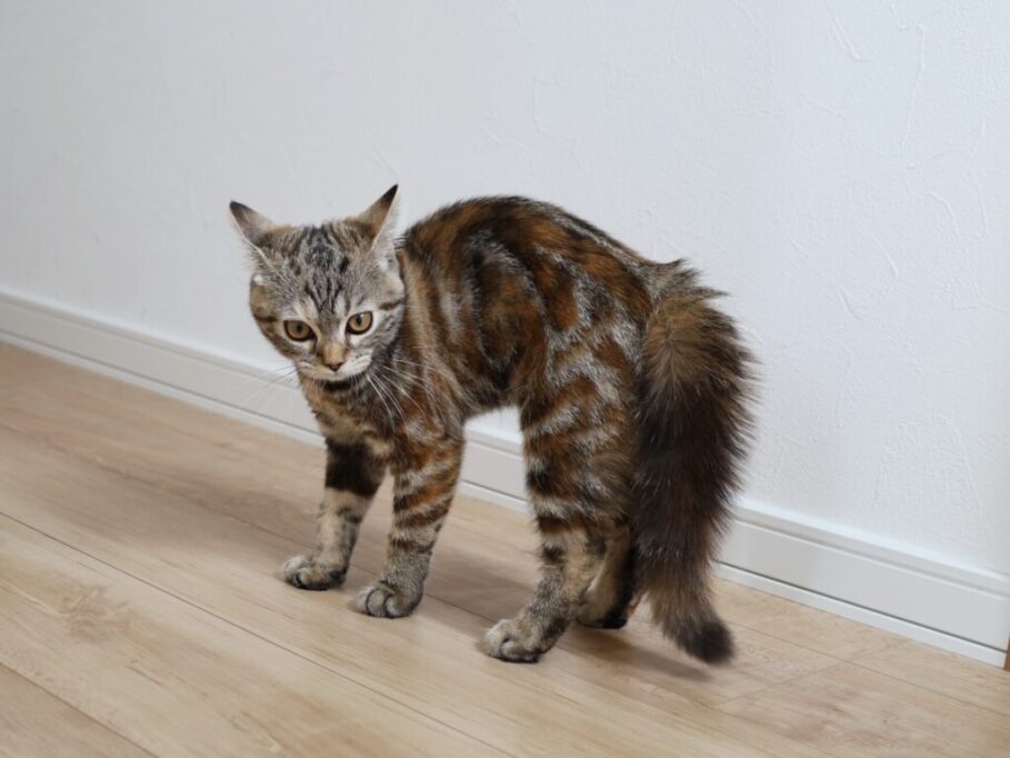 やんのかステップしてる子猫