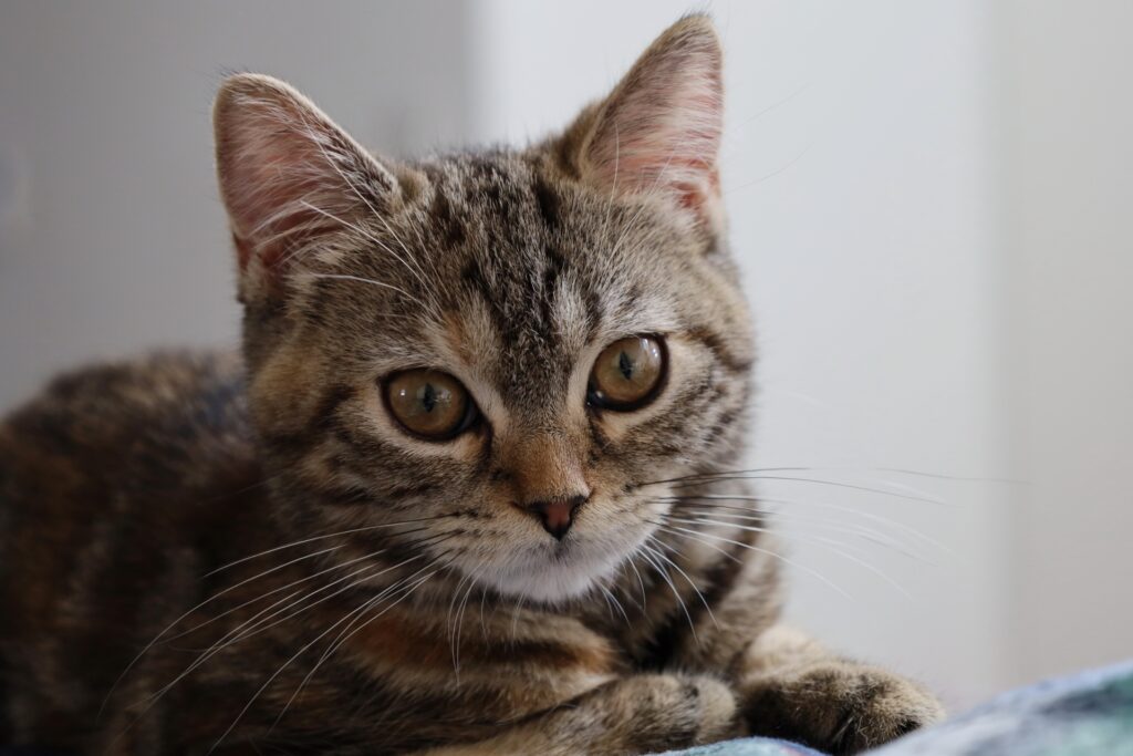 こちらを見つめる子猫