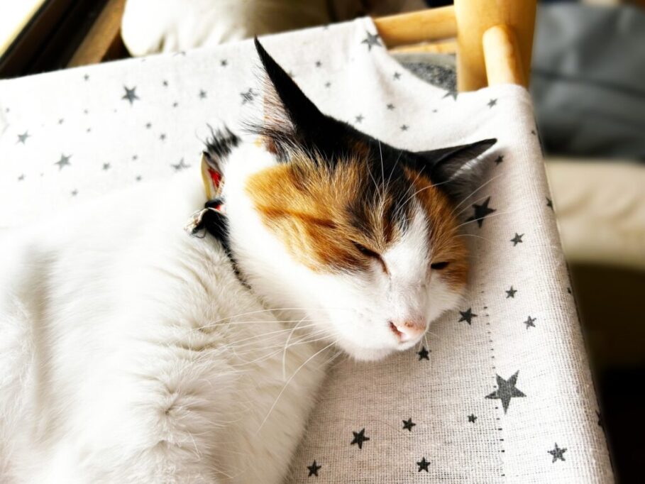 ベッドで眠る猫